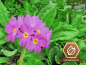 Preview: Rosenprimel - Primula rosea